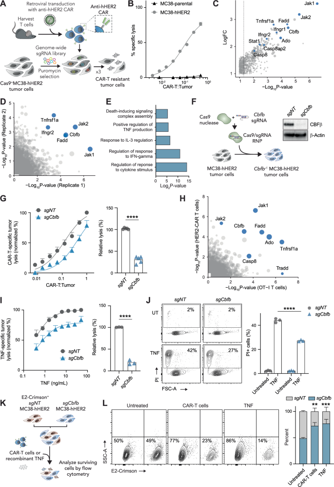 Intracellular zinc protects tumours from T cell-mediated cytotoxicity