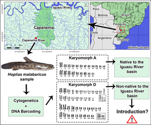 Cytogenetics and DNA barcode in Hoplias gr. malabaricus (Characiformes, Erythrinidae) reveals correlation between karyomorphs and valid species