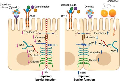 Dietary limonene promotes gastrointestinal barrier function via upregulating tight/adherens junction proteins through cannabinoid receptor type-1 antagonistic mechanism and alters cellular metabolism in intestinal epithelial cells.