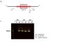 Late development of OCD-like phenotypes in Dlgap1 knockout mice.