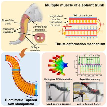 Biomimetic tapered soft manipulator with precision and load-bearing capacity