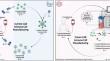 Advances in manufacturing chimeric antigen receptor immune cell therapies.