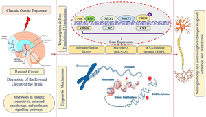 Elucidating the molecular symphony: unweaving the transcriptional & epigenetic pathways underlying neuroplasticity in opioid dependence and withdrawal