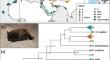 Mitochondrial DNA reveals the impact of Pleistocene glaciations on a widespread palearctic bat species