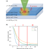 Optical determination of thermoelectric transport coefficients in a hot-carrier absorber