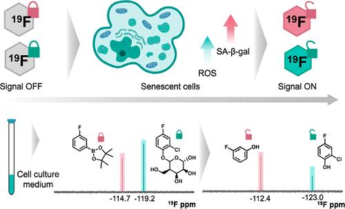 Activatable Multiplexed 19F NMR Probes for Dynamic Monitoring of Biomarkers Associated with Cellular Senescence