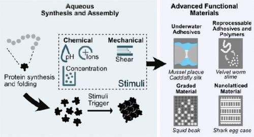 Exploring Stimuli-Responsive Natural Processes for the Fabrication of High-Performance Materials.