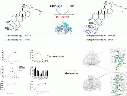 Characterization of a Xylosyltransferase from <i>Panax notoginseng</i> Catalyzing Ginsenoside 2'-<i>O</i> Glycosylation in the Biosynthesis of Notoginsenosides.