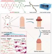 A self-assembling bioactive oligopeptide hydrogel for the treatment of edema following prepuce surgery†