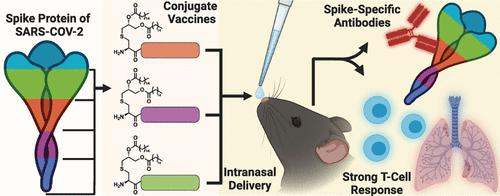 Intranasal Self-Adjuvanted Lipopeptide Vaccines Elicit High Antibody Titers and Strong Cellular Responses against SARS-CoV-2.