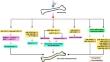 MicroRNAs in fluorosis pathogenesis: impact on dental, skeletal, and soft tissues