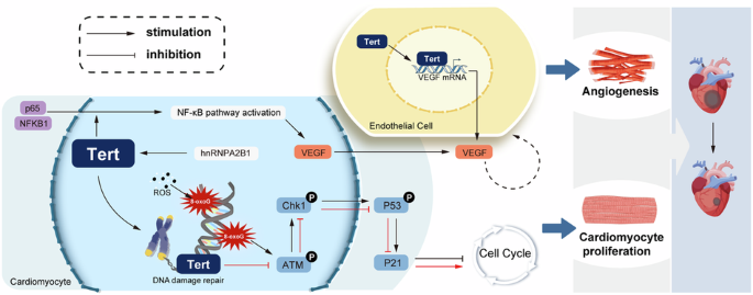 Tert promotes cardiac regenerative repair after MI through alleviating ROS-induced DNA damage response in cardiomyocyte.