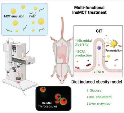 Therapeutic Potential of Inulin‐Coated MCT Microcapsules in Modulating the Gut Microbiome for Effective Treatment of Diet‐Induced Obesity