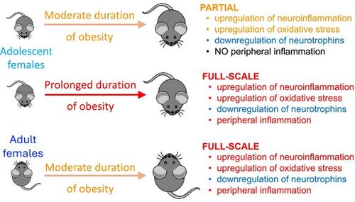 Age and duration of obesity modulate the inflammatory response and expression of neuroprotective factors in mammalian female brain.