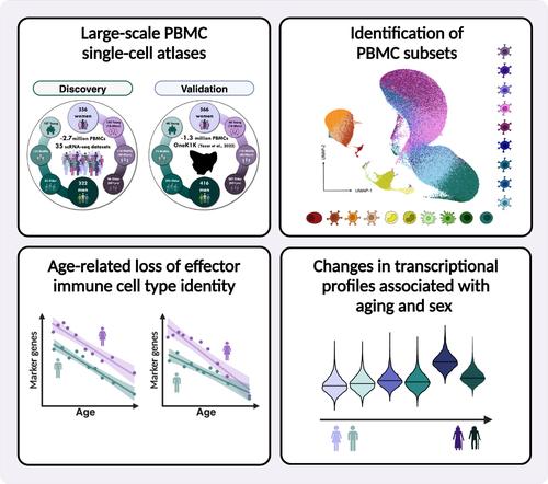 Loss of immune cell identity with age inferred from large atlases of single cell transcriptomes.