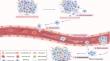 Cell blebbing novel therapeutic possibilities to counter metastasis.