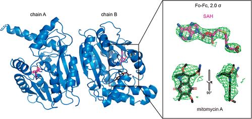 Structural Basis of Substrate Recognition by the Postmitosane Modification Enzyme MitM in Mitomycin Biosynthesis.