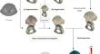 Automatic virtual reconstruction of acetabular fractures using a statistical shape model.