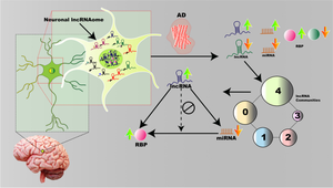 A Holistic Analysis of Alzheimer’s Disease-Associated lncRNA Communities Reveals Enhanced lncRNA-miRNA-RBP Regulatory Triad Formation Within Functionally Segregated Clusters