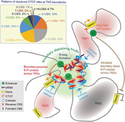 Pushing the TAD boundary: Decoding insulator codes of clustered CTCF sites in 3D genomes