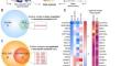 Pre-existing cell subpopulations in primary prostate cancer tumors display surface fingerprints of docetaxel-resistant cells.