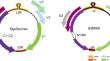 Complete genome sequence of a new virus, a tentative member of the family Geminiviridae, infecting hedge bindweed (Calystegia sepium) in South Korea