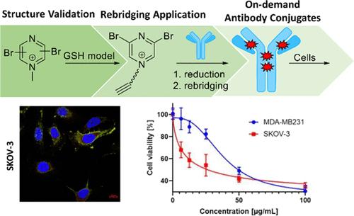 Site-Selective Antibody Conjugation with Dibromopyrazines.