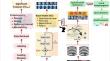 IRAM–NET model: image residual agnostics meta-learning-based network for rare de novo glioblastoma diagnosis