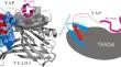 Computational design and experimental confirmation of a disulfide-stapled YAP helix<sup>α1</sup>-trap derived from TEAD4 helical hairpin to selectively capture YAP α1-helix with potent antitumor activity.