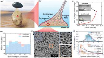 Unveiling the deformability of mussel plaque core: the role of pore distribution and hierarchical structure†