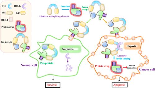 Hypoxia-Inducible Factor-1α-Activated Protein Switch Based on Allosteric Self-Splicing Reduces Nonspecific Cytotoxicity of Pharmaceutical Drugs.