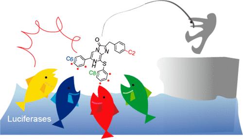 Regiospecific Coelenterazine Analogs for Bioassays and Molecular Imaging.