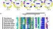 Synthetic Short Cryptic Antimicrobial Peptides as Templates for the Development of Novel Biotherapeutics Against WHO Priority Pathogen