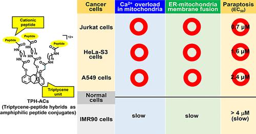 Induction of Paraptotic Cell Death in Cancer Cells by Triptycene-Peptide Hybrids and the Revised Mechanism of Paraptosis II.