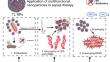 Multifunctional endogenous small molecule-derived polymer composite nanoparticles for the treatment of acute sepsis therapy