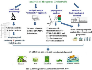 The genus Coelastrella (Chlorophyceae, Chlorophyta): molecular species delimitation, biotechnological potential, and description of a new species Coelastrella affinis sp. nov., based on an integrative taxonomic approach