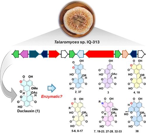 Exploring the Nonenzymatic Origin of Duclauxin-like Natural Products