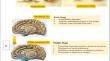 Unveiling Alzheimer’s Disease Early: A Comprehensive Review of Machine Learning and Imaging Techniques