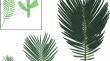 Early sex identification by leaflet distance in plantlets of Cycas revoluta