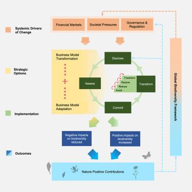 The “nature-positive” journey for business: A conceptual research agenda to guide contributions to societal biodiversity goals