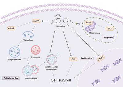 Repurposing Sertraline for the Treatment of Colorectal Cancer by Blocking Autophagic Flux and Inhibiting Tumor Proliferation