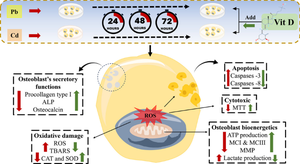 Vitamin D Alleviates Heavy Metal-Induced Cytotoxic Effects on Human Bone Osteoblasts Via the Induction of Bioenergetic Disruption, Oxidative Stress, and Apoptosis.