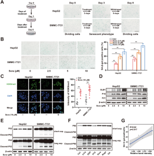 Sorafenib-mediated cleavage of p62 initiates cellular senescence as a mechanism to evade its anti-hepatocellular carcinoma efficacy.