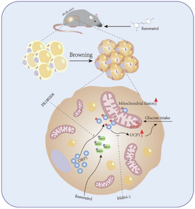 Resveratrol stimulates brown of white adipose via regulating ERK/DRP1-mediated mitochondrial fission and improves systemic glucose homeostasis.