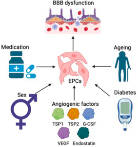 Comorbidities and Angiogenic Regulators Affect Endothelial Progenitor Cell Subtype Numbers in a Healthy Volunteer Control Group.