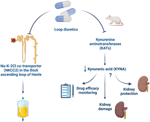 Loop diuretics inhibit kynurenic acid production and kynurenine aminotransferases activity in rat kidneys