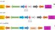 Induction of chromosomal aberrations with ectopic expression of native BABY BOOM1 (GmBBM1) in soybean