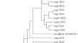 Polymorphism of Russian Populations of Rhopalosiphum padi L. Based on DNA Markers