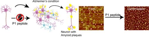 Peptide-Based Strategies: Combating Alzheimer’s Amyloid β Aggregation through Ergonomic Design and Fibril Disruption