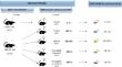 Maternal preconception glucose intolerance and fatty acid intake from conception to weaning: impact on offspring energy homeostasis in both male and female.